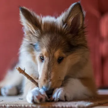 体育平台移动端使用场景